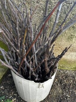 Predam vruble figovnik