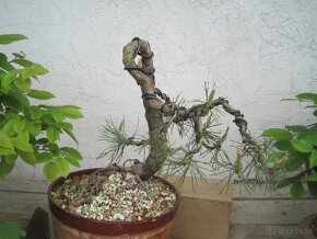 bonsai,bonsaj-BORIVICA LESNÁ