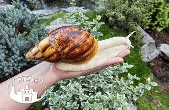 Africké slimáky Archachatina marginata ovum albino terárium