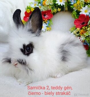 Zakrslý králik teddy gén s VP - samičky strakáč