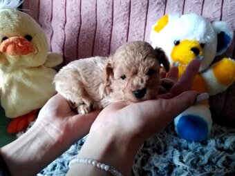 Pudlik pudel mini toy