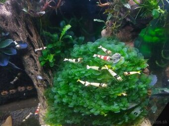 Predam krevetky Caridina crystal red , crystal black