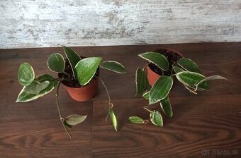 Hoya - rastliny