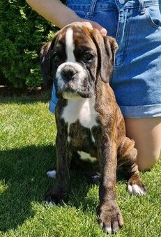 Nemecky boxer s pp -