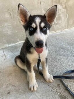 HUSKY ŠTENIATKO