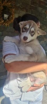 Sibírsky Husky