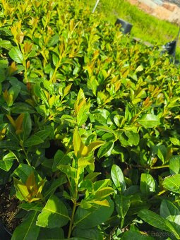 Vavrínovec lekársky NOVITA od 5€