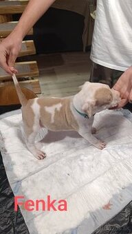 American Bully XL