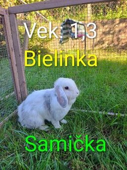 Darujem nášho zajačika