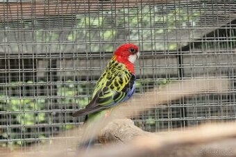 Rozela pestrá - máj 2025