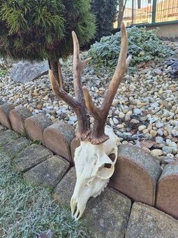 Trofej trofeje paroh parohy parozie zhody