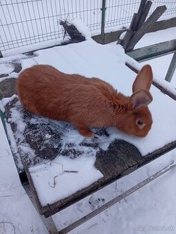 Burgundský králik