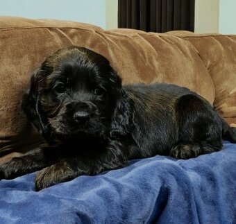 Anglický kokršpaniel