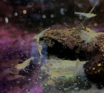 Neocaridina krevetky