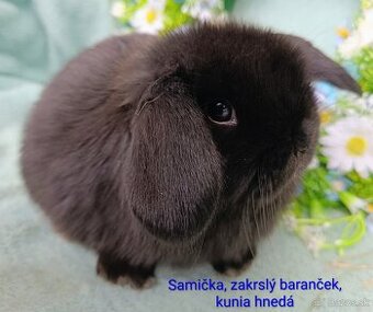 Zakrslý baranček s VP samička kunia hnedá