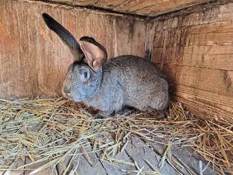 Belgický obor divoký