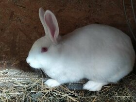 Panónsky biely králik