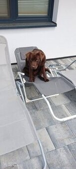 Labrador