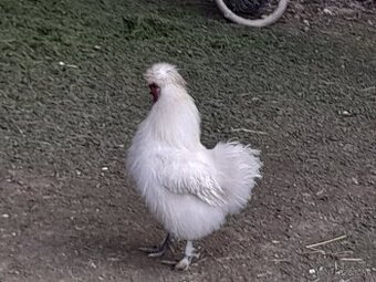 Hodvabničky