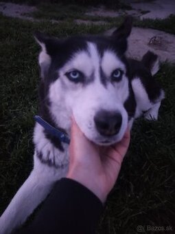Husky