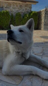 Akita Inu psík