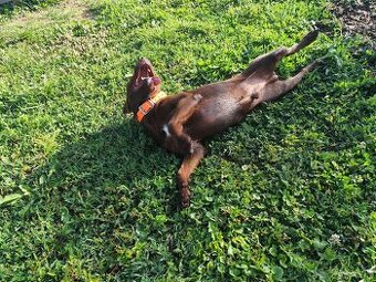 Predám Patterdale teriéra
