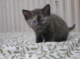 Krásna očkovaná 2-mesačná mačička čaká na adopciu