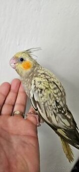 Korely krotke