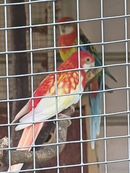 Rozela / Penant