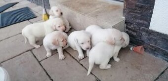 Šteniatka labradora