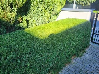 STRIHANIE ZIVEHO PLOTU