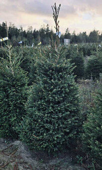 Smrek ztepilý tvarovaný 1,80-2,50 kaukazská jedľa, vianočné