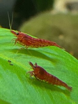 Predám červené krevetky