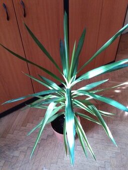 AKCIA Yuka - juka s kvetináčom