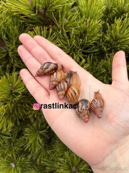 Mláďatá slimáka afrického - Lissachatina iredalei Zanzibar