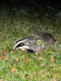 Jazvecia mast / jazvečia masť