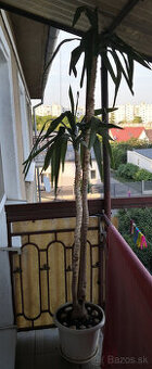 Izbová rastlina yucca 2,2m