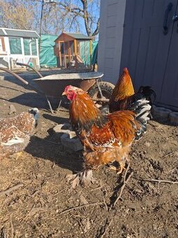 Kohúty Brahamn Splash a Liliput millefleur