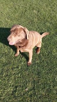 Labrador krytie