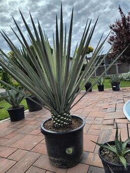 Yucca torreyi silver blue