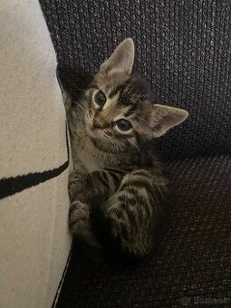 Darujem mačiatko do dobrých rúk🐾