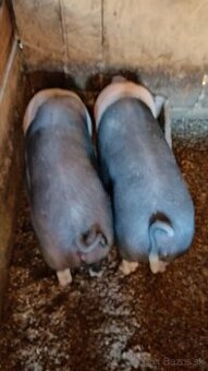 Predám plešticke prasatá Váha 70kg do 80kg - 1