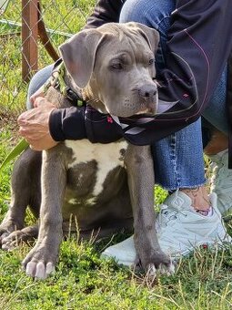 Pejsek American bully XL s PP