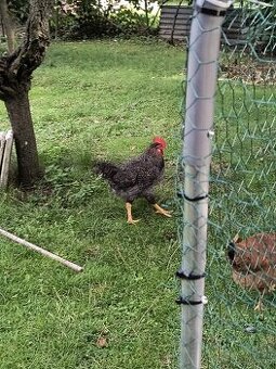 Kohúti 🐓 na predaj, cena 10 eur kus na predaj 5 kusov.