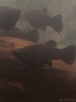 Black Molly rybičky