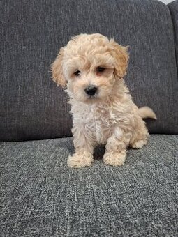 Maltipoo