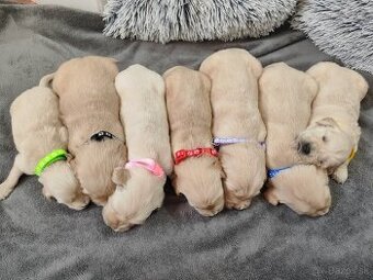 Zlatý Retriever