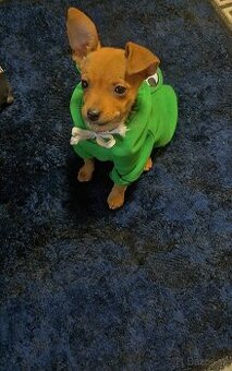 Predam Kríženec čivava