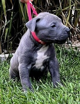 AMERICAN BULLY