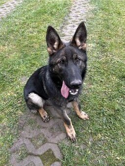 Predám fenku nemeckého ovčiaka (s PP)